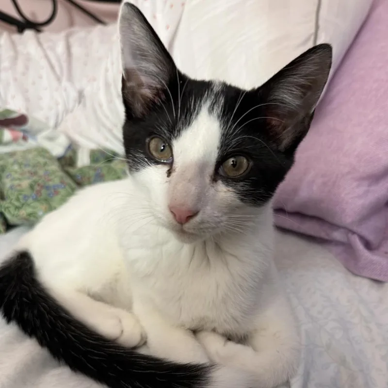 A baby small-sized male Black Domestic Short Hair cat named Blueberry for adoption in Mount Laurel, NJ