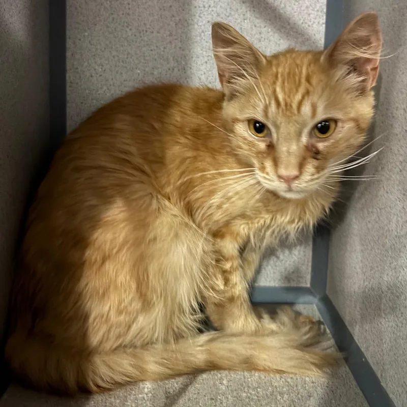 A young medium-sized male Orange / Red Domestic Medium Hair cat named Goldfish for adoption in San Gabriel, CA