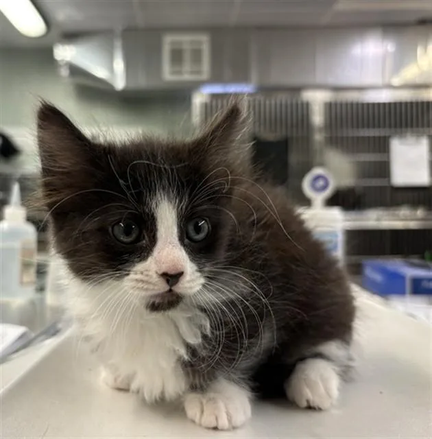 A baby small-sized female Domestic Medium Hair cat named Clarabelle for adoption in Rancho Cucamonga, CA