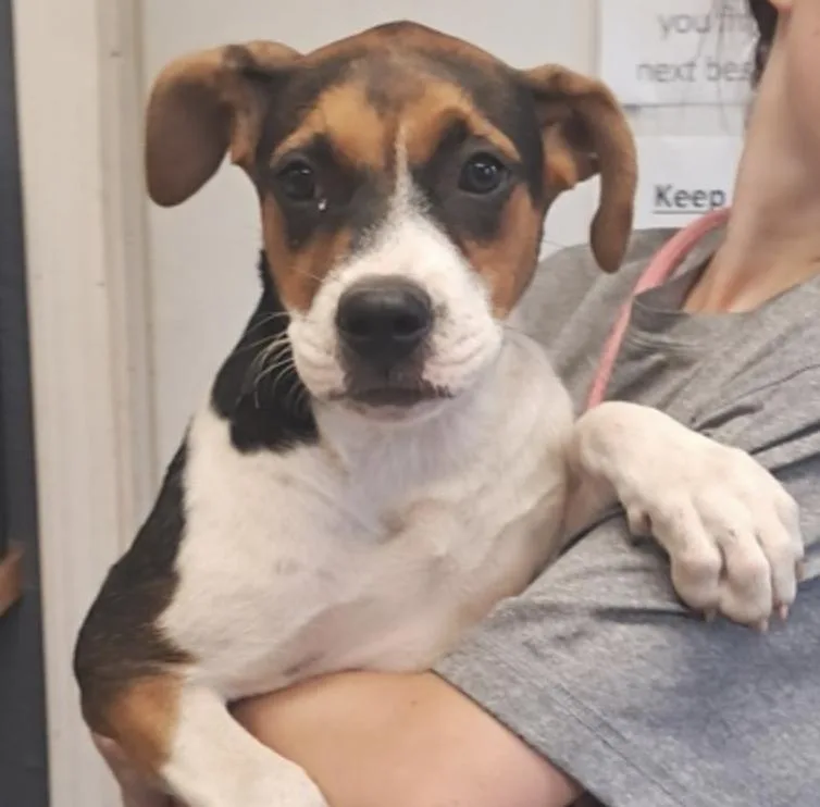 A baby medium-sized female Hound dog named Mitzi for adoption in Hollister, MO