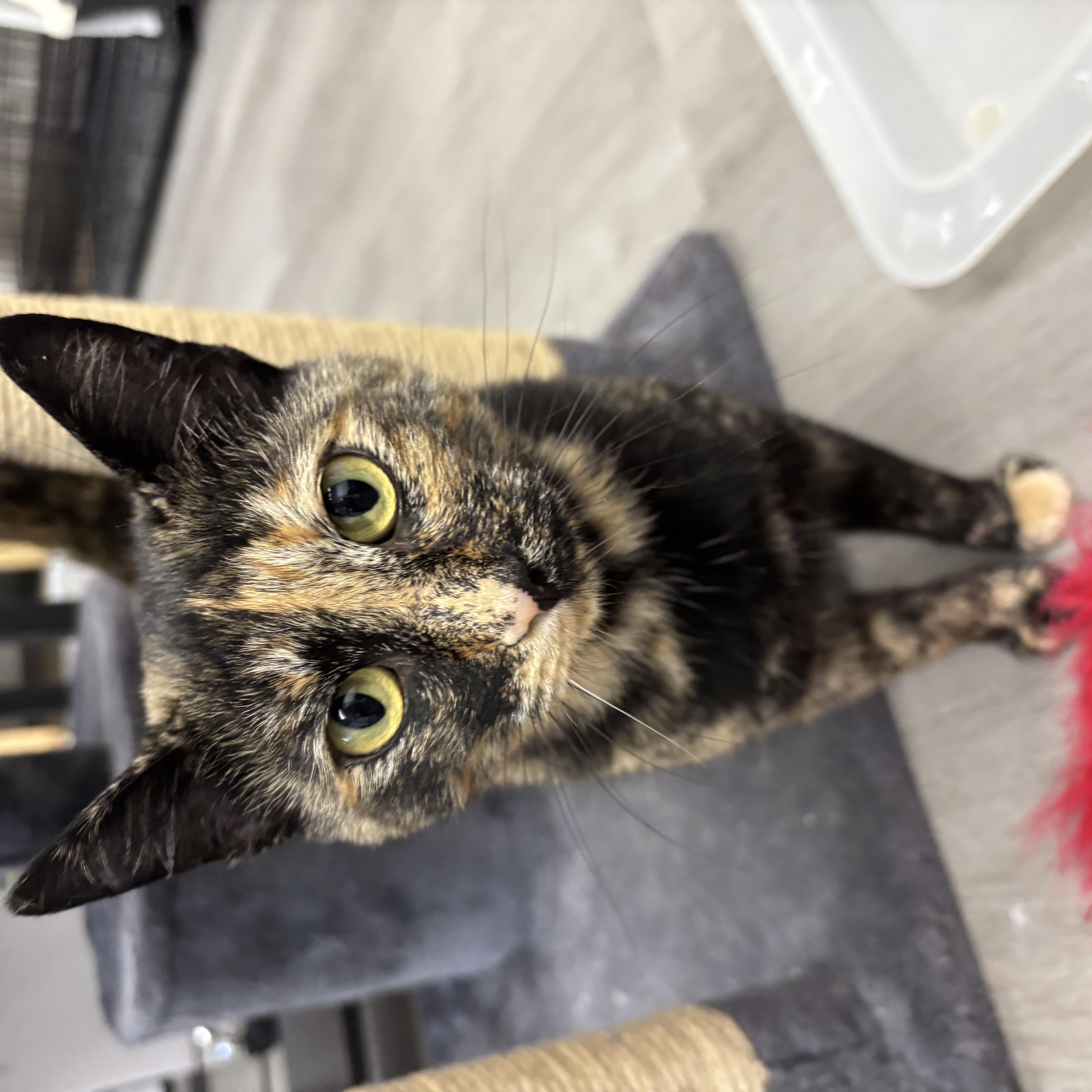An adult medium-sized female Tortoiseshell Domestic Short Hair cat named Wendy for adoption in Renton , WA