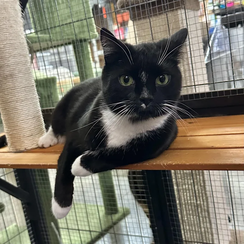 A young medium-sized male Black & White / Tuxedo American Shorthair cat named Chives for adoption in Roscoe, NY