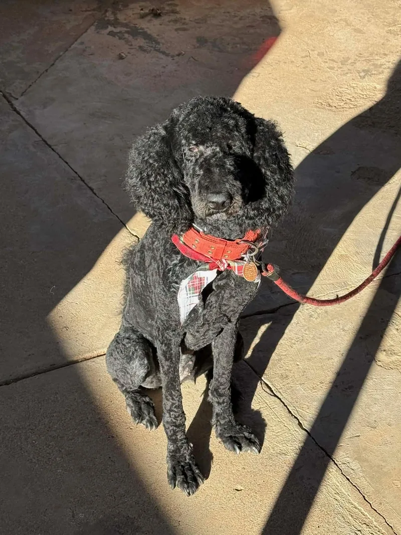 An adult large-sized female Standard Poodle dog named Olive for adoption in Grafton, WI