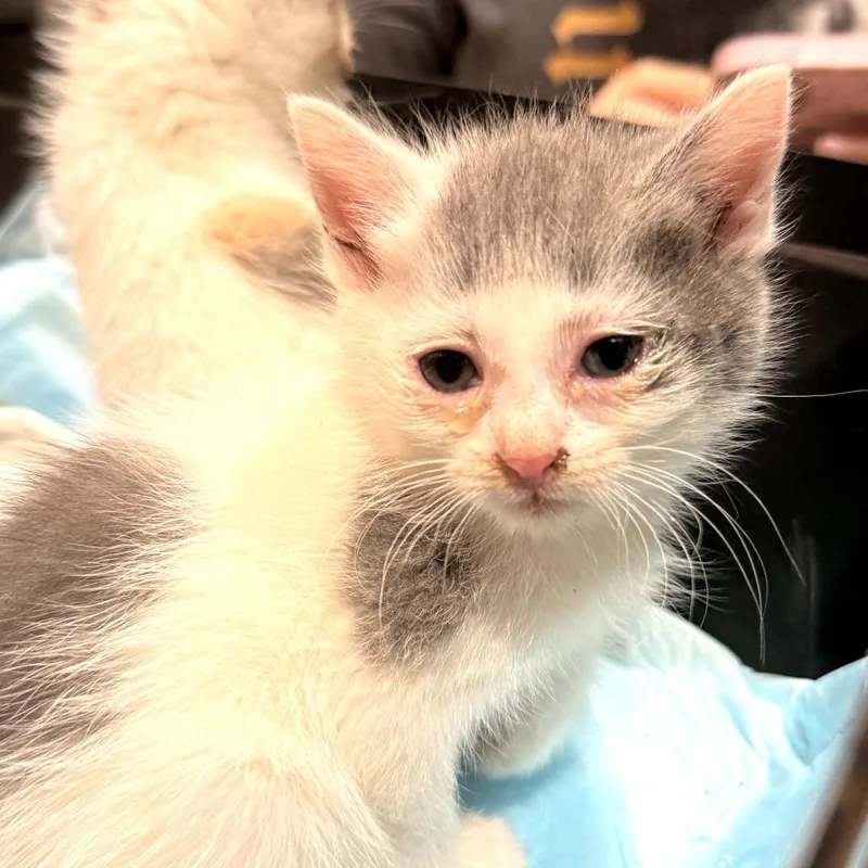 A baby small-sized male Gray / Blue / Silver Domestic Short Hair cat named Scooby for adoption in Delaware, OH