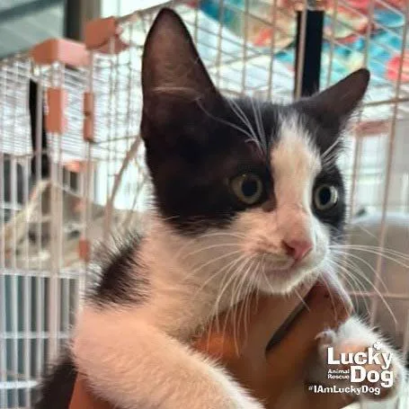 A baby medium-sized male Black & White / Tuxedo Domestic Short Hair cat named Tate for adoption in Washington, DC