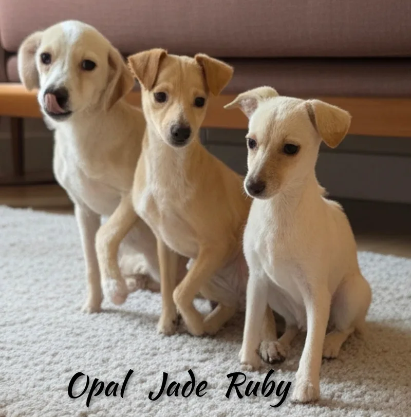 Opal thumbnail 2