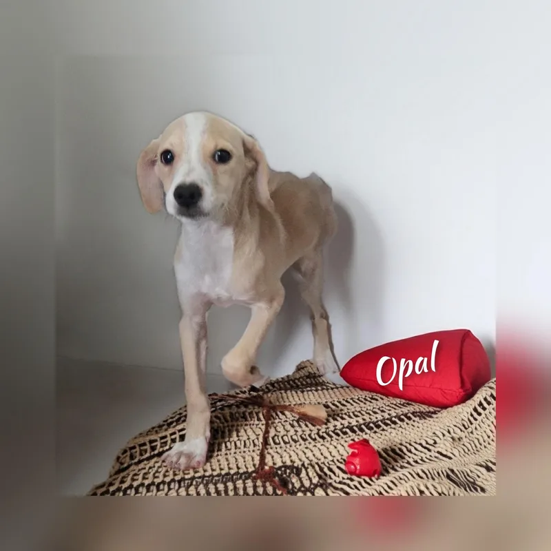 Opal thumbnail 3