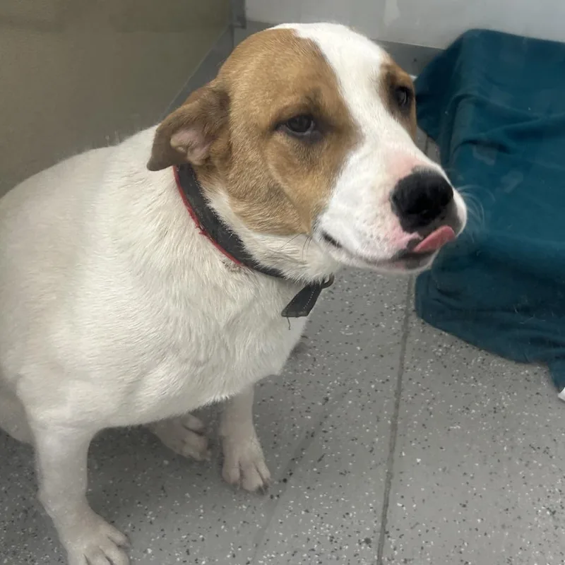A young large-sized male White / Cream Great Pyrenees dog named Mudbud for adoption in La Grange, KY