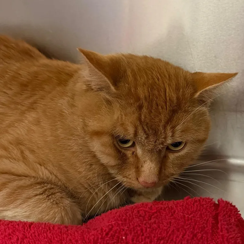 A young large-sized male Orange / Red Domestic Short Hair cat named BHSIStray for adoption in International Falls, MN