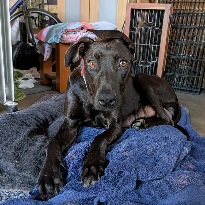 Emma  Chino Hills thumbnail 2