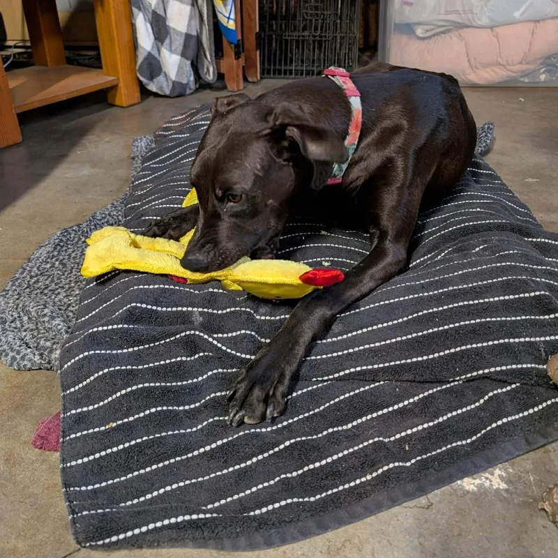 Emma  Chino Hills thumbnail 3