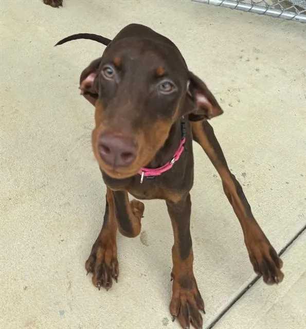 A baby medium-sized female Doberman Pinscher dog named Campari for adoption in Leesburg, VA