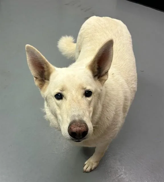 An adult large-sized female White / Cream German Shepherd Dog dog named Vanna White for adoption in Phoenix, OR
