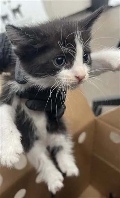 A baby medium-sized female Domestic Short Hair cat named Tess for adoption in Dallas, TX