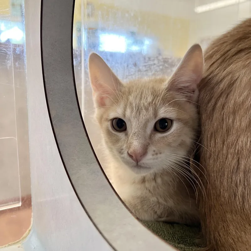 A baby small-sized male Orange / Red Domestic Short Hair cat named Gouda for adoption in Glenwood Springs, CO