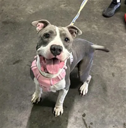 An adult large-sized female Pit Bull Terrier dog named Nina for adoption in Los Angeles, CA