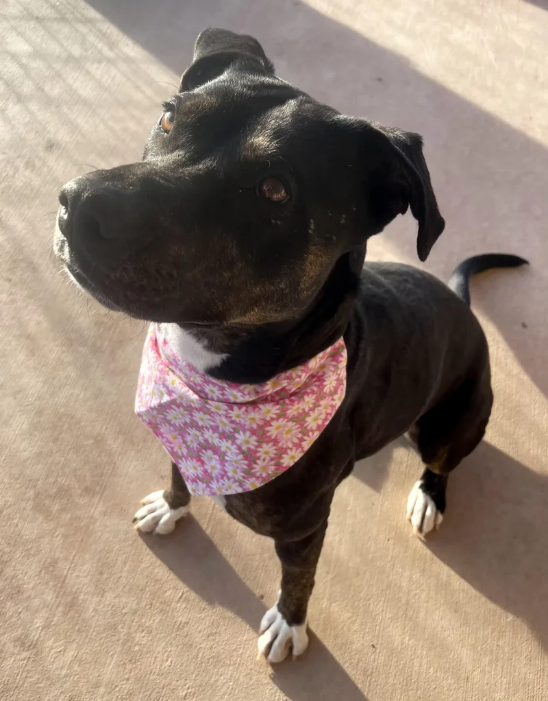A young medium-sized female Black Pit Bull Terrier dog named Daisy Please Read Bio for adoption in Peralta, NM