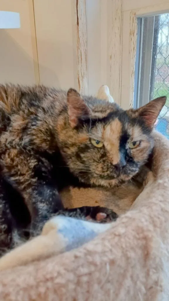 A senior large-sized female Domestic Short Hair cat named Baby Girl for adoption in Bourbonnais, IL