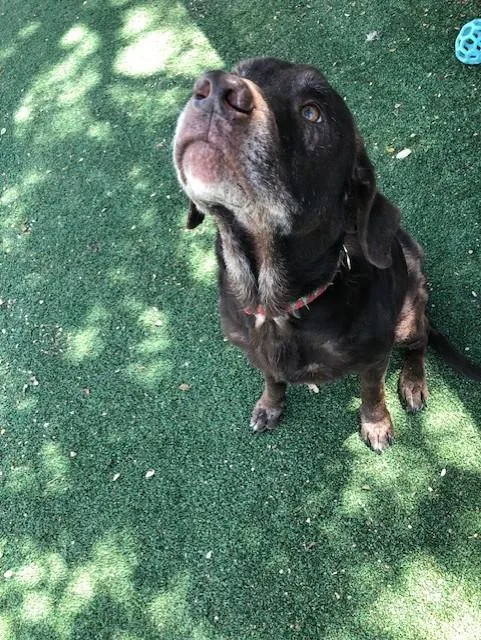A senior medium-sized male Brown / Chocolate Chocolate Labrador Retriever dog named Ruger for adoption in Windcrest, TX