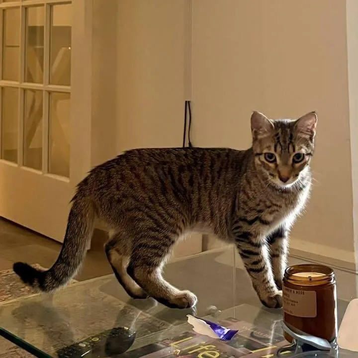 An adult small-sized female Brown / Chocolate Domestic Short Hair cat named Tamara for adoption in Long Island City, NY