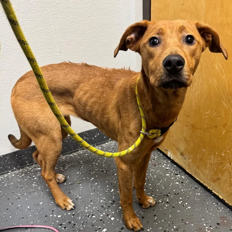 An adult medium-sized female Red / Chestnut / Orange Mixed Breed dog named Reba for adoption in Columbiana, AL