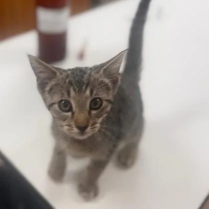 A young medium-sized male Domestic Short Hair cat named Ethan for adoption in Kansas City, MO