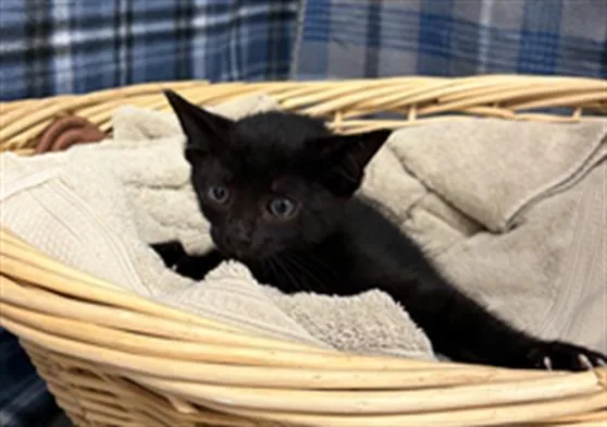 A baby small-sized female Domestic Short Hair cat named Rubie for adoption in Rosenberg, TX