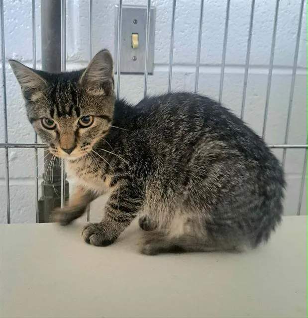 A baby small-sized male Domestic Short Hair cat named Werewolf for adoption in Easton, MD