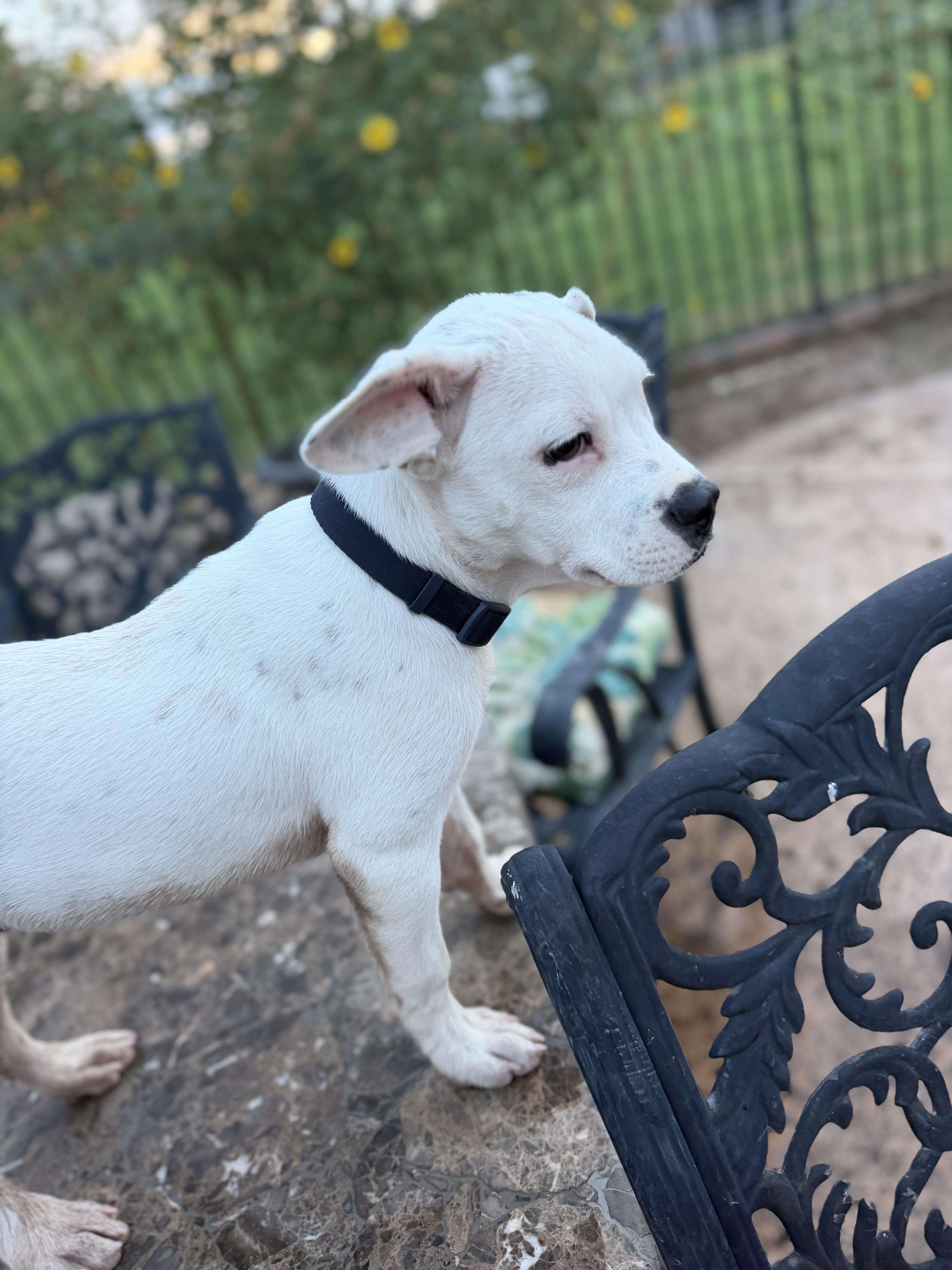 A baby medium-sized male White / Cream Boxer dog named Kavu for adoption in Gilbert, AZ