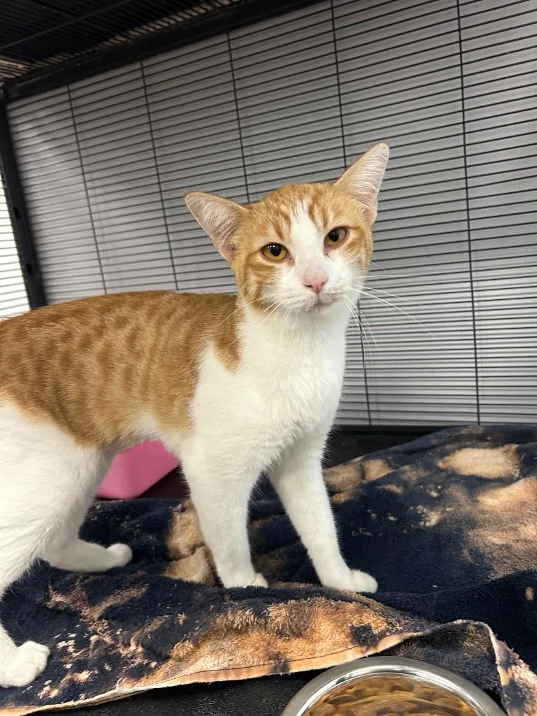 A young small-sized female Domestic Short Hair cat named Craigella for adoption in Thousand Oaks, CA