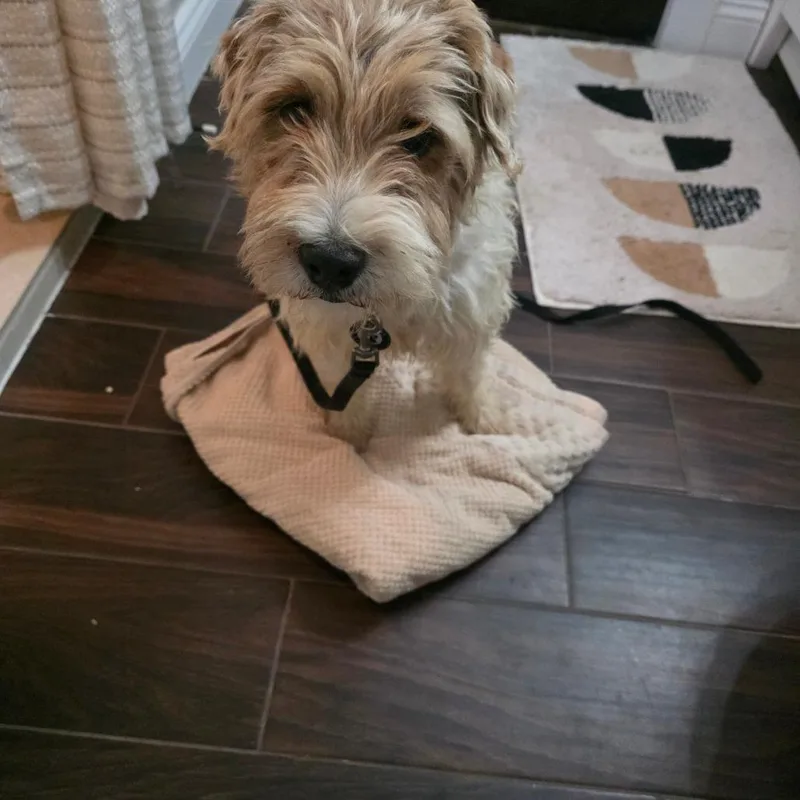 Seabreeze D thumbnail 2