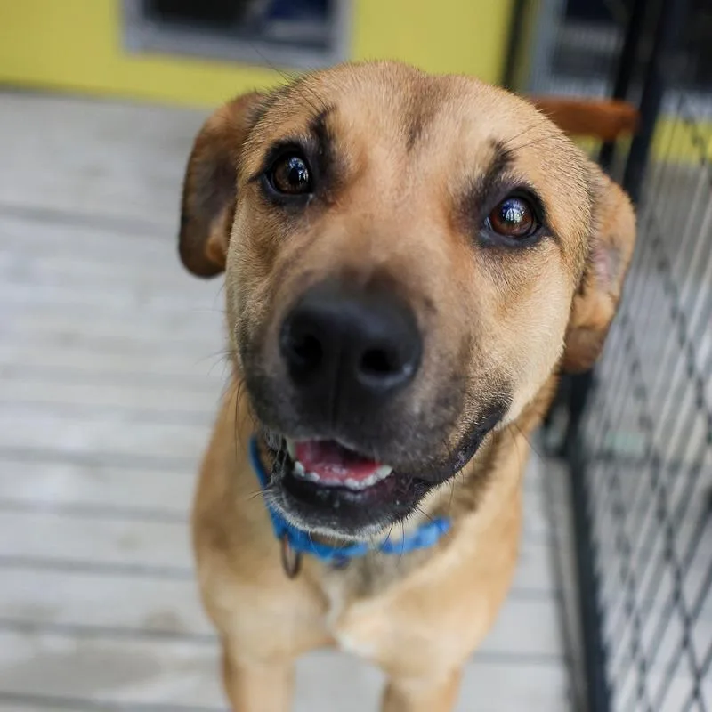 A young medium-sized female Brown / Chocolate Mixed Breed dog named Samara for adoption in Bradenton, FL