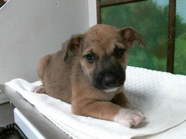 A baby small-sized female German Shepherd Dog dog named Layla for adoption in Houston, TX