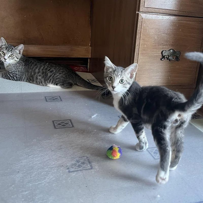 A young medium-sized male Tabby (Gray / Blue / Silver) Domestic Short Hair cat named Wheatie for adoption in Butte, MT