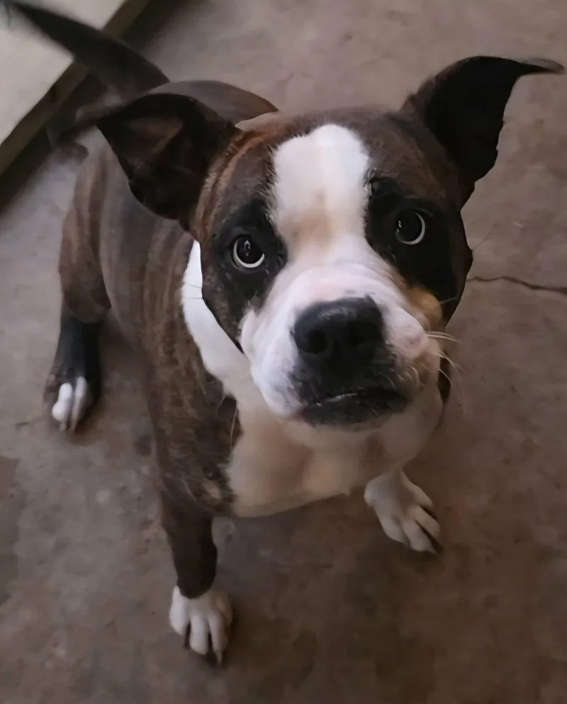 An adult medium-sized female Boxer dog named Willa for adoption in Alexander, AR