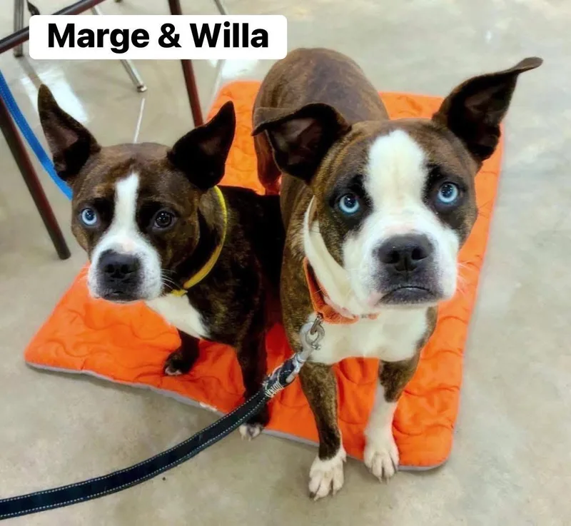 Willa thumbnail 4