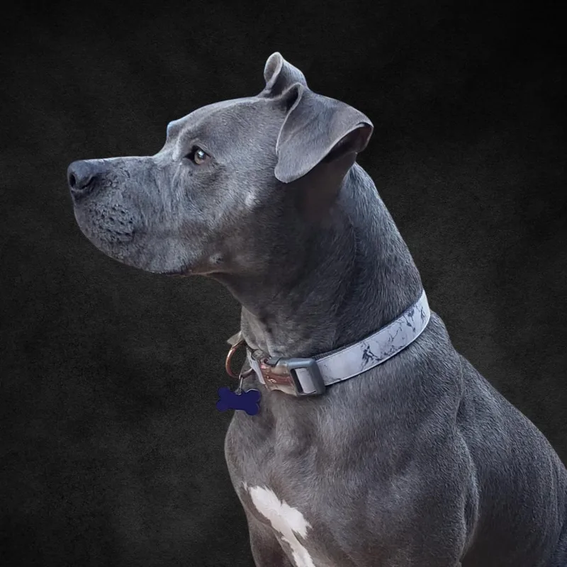 Love Bug thumbnail 2