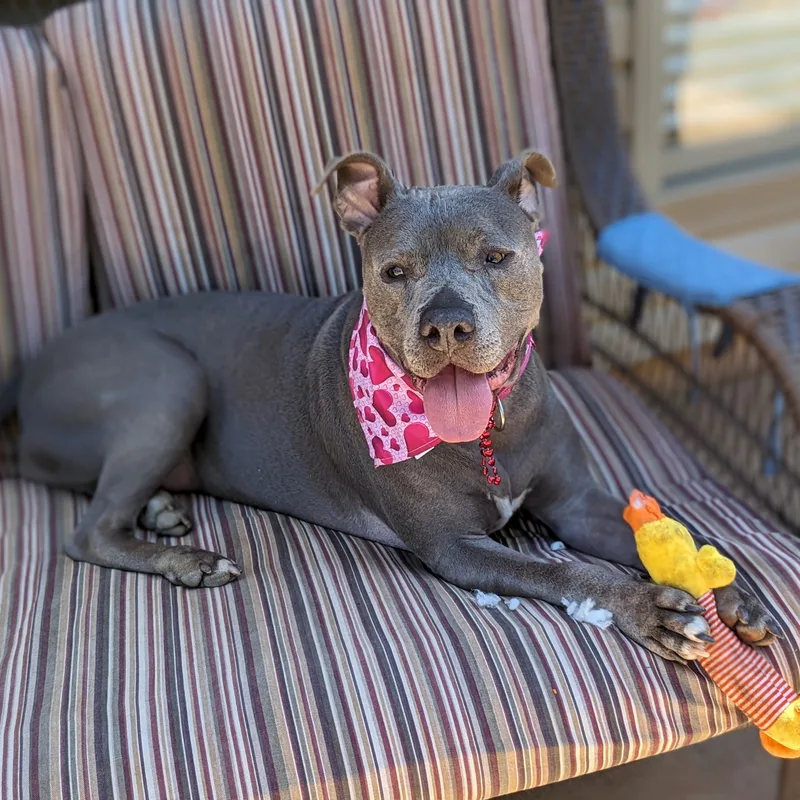 Love Bug thumbnail 3