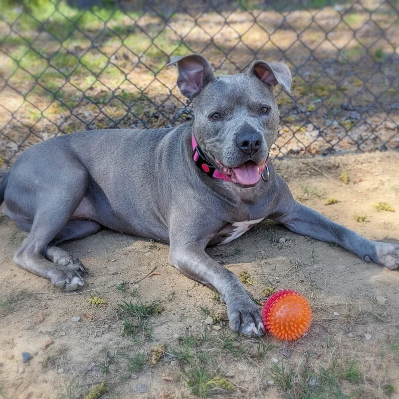 Love Bug thumbnail 6