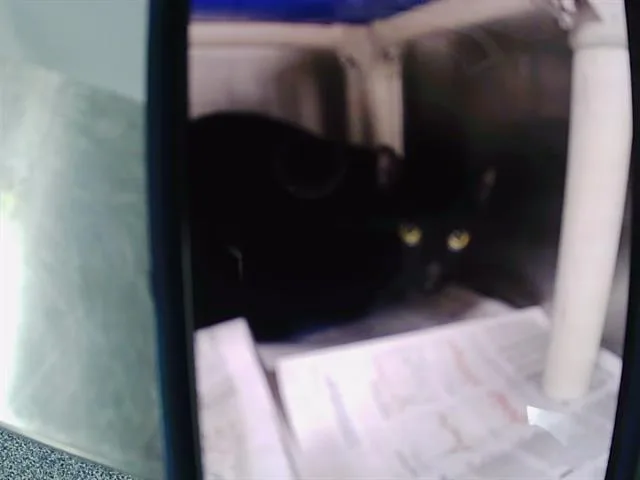 An adult medium-sized male Domestic Short Hair cat named Drake for adoption in Charlotte, NC