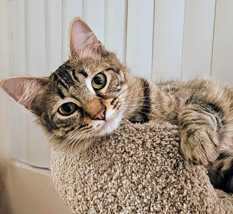 A young small-sized female Tabby (Brown / Chocolate) Domestic Medium Hair cat named Gracie Rancho Cucamonga for adoption in Yorba Linda, CA