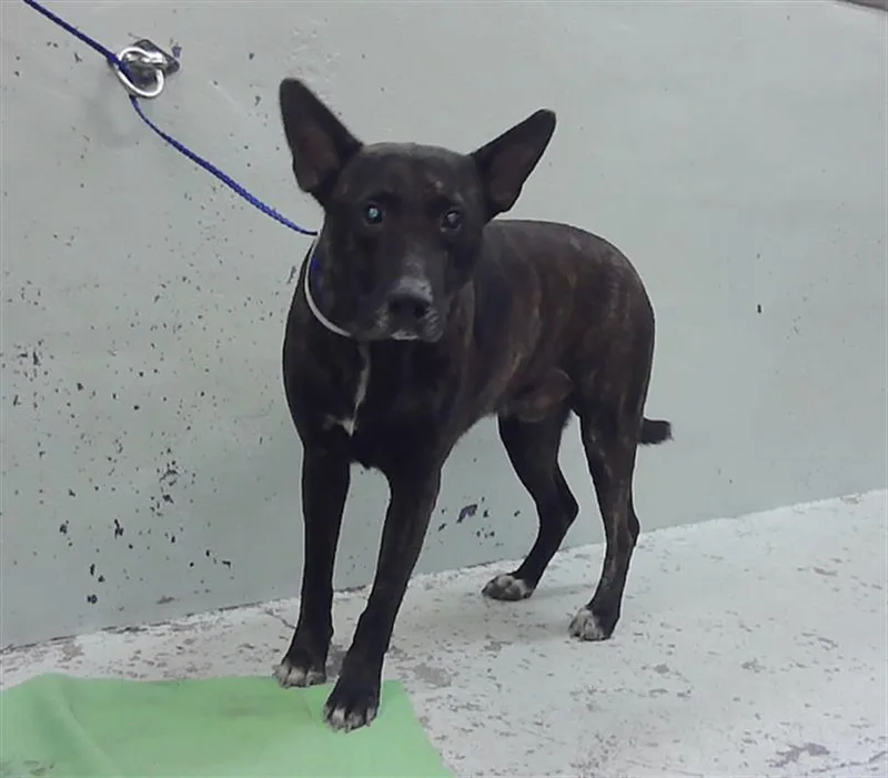 An adult large-sized male German Shepherd Dog dog named Rockie for adoption in Houston, TX