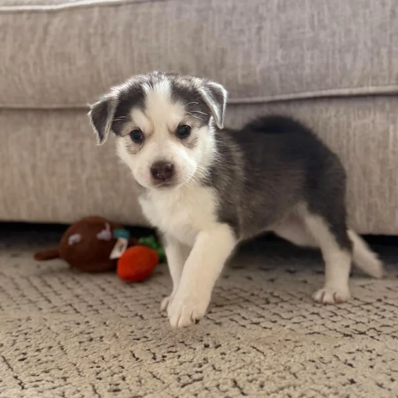 A baby large-sized male White / Cream Husky dog named Biscuit for adoption in Fort Worth, TX