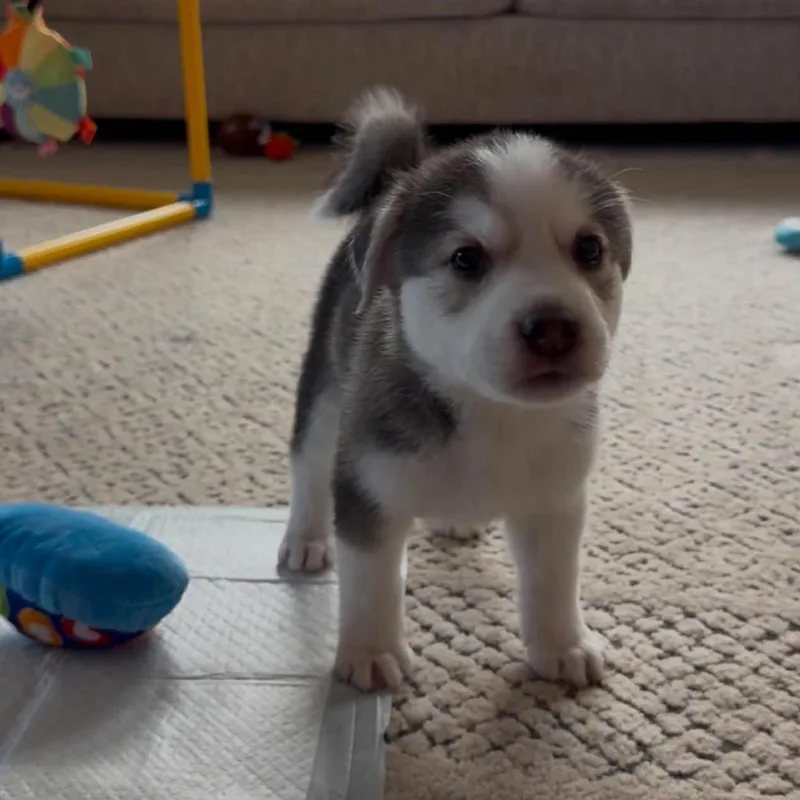 Biscuit thumbnail 3