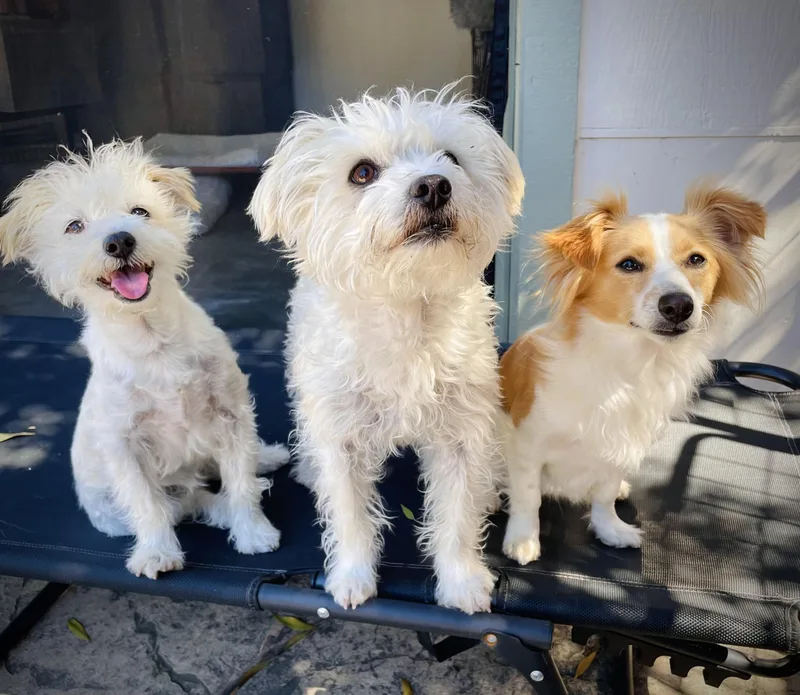 An adult small-sized female Miniature Poodle dog named Fran for adoption in Oakland, CA