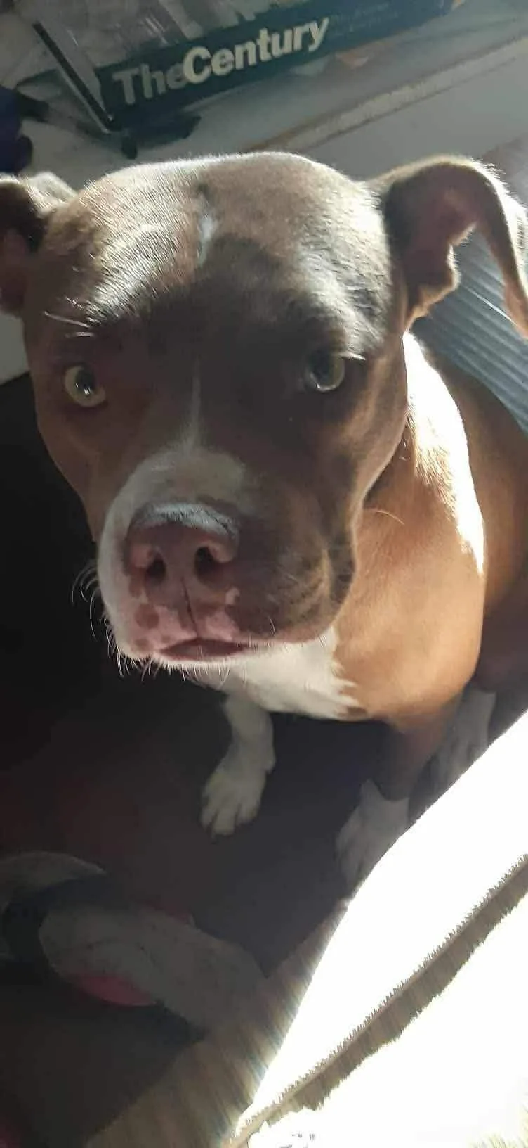 A young medium-sized female Brown / Chocolate American Staffordshire Terrier dog named Dolce for adoption in Mooresville, NC