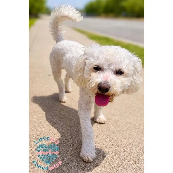 A young small-sized male White / Cream Maltipoo dog named Smore for adoption in Inglewood, CA