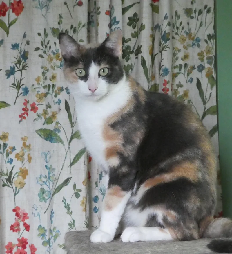 A young medium-sized female Domestic Short Hair cat named Maura for adoption in Cedars, PA