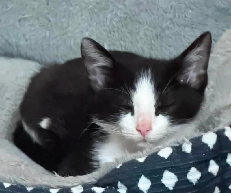 A baby medium-sized male Black & White / Tuxedo Domestic Short Hair cat named Dawdle for adoption in Sioux City, IA