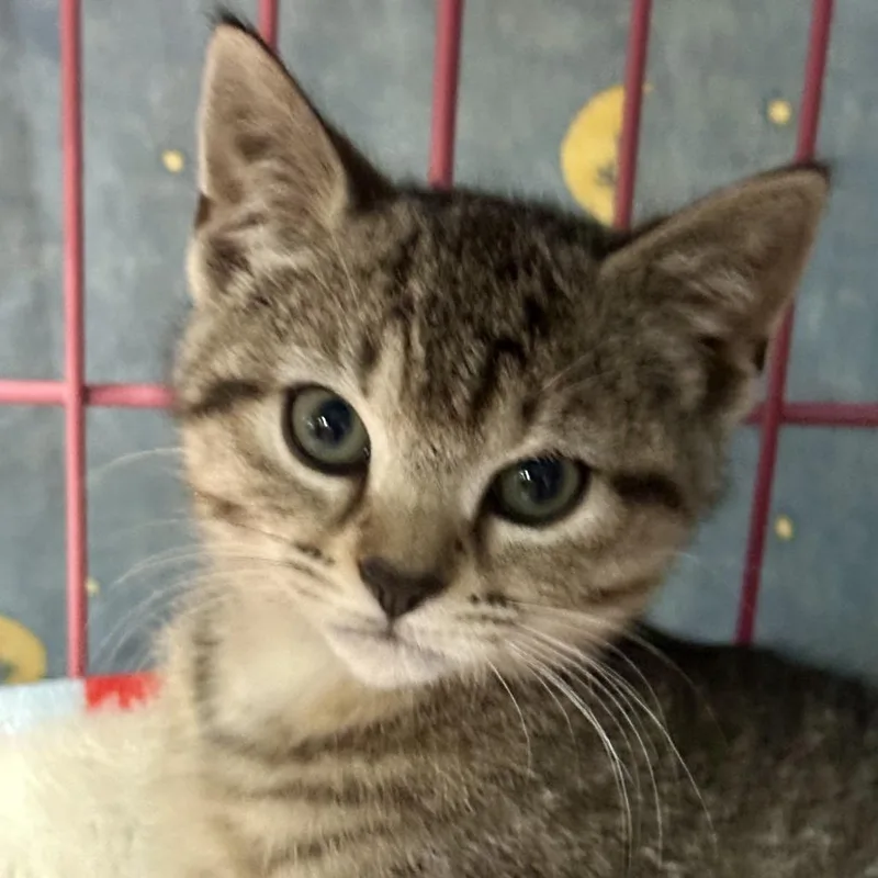 A baby small-sized female Gray / Blue / Silver Domestic Short Hair cat named Murphy for adoption in Saratoga Springs, NY